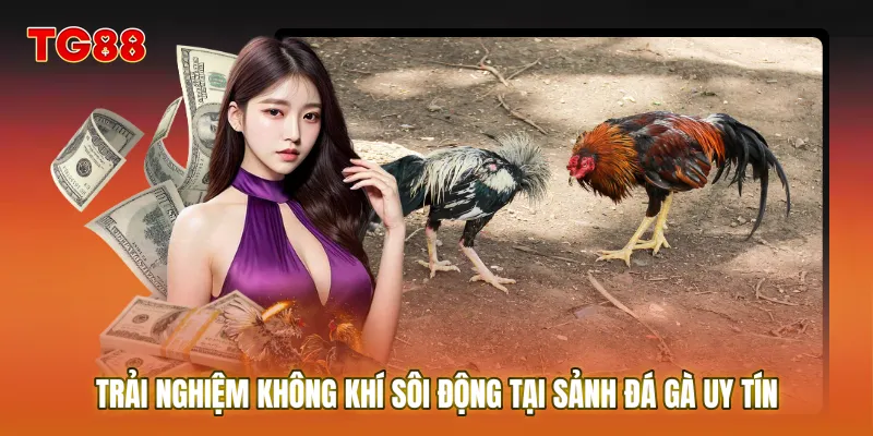 Trải nghiệm không khí sôi động tại sảnh Đá gà uy tín chuyên nghiệp